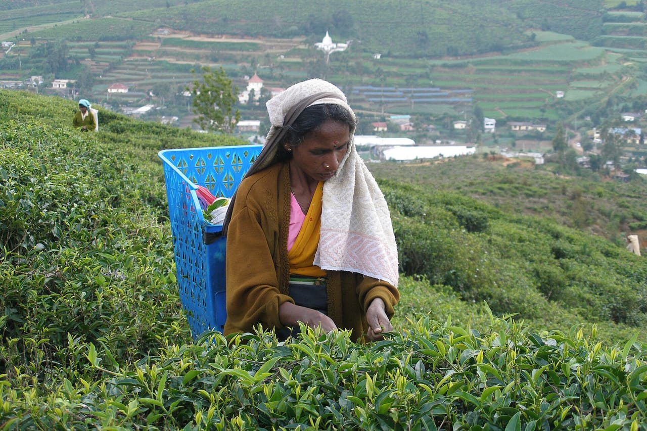 Ayurveda & Wellness in Sri Lanka - private driver and tour operator