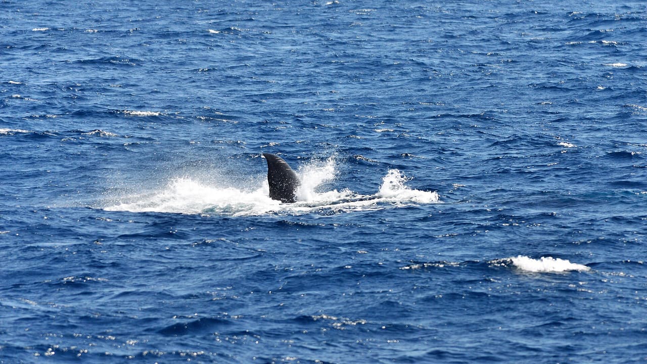 Whale Watching in Sri Lanka - private driver and tour operator